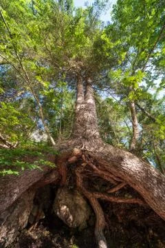 Bottom view of a large tree and its huge roots that come out of the ground Stock Photos