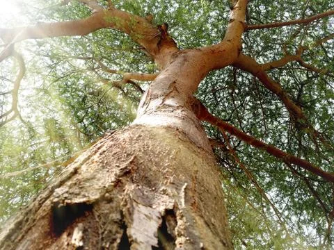 Bottom view of a large tree near trunk with coming sunlight through leaves or Stock Photos