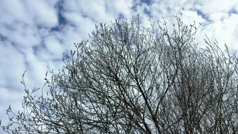 Bottom-up view of a large willow tree against the sky with clouds in springtime Video stock 305500307