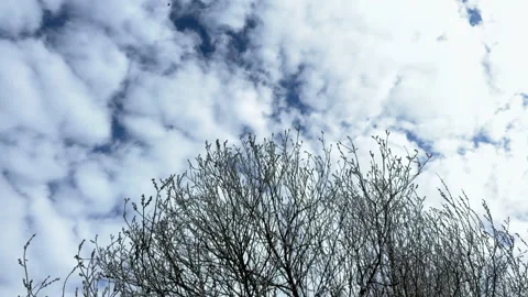 Bottom-up view of a large willow tree against the sky with clouds in springtime Stockbeeldmateriaal 305501574
