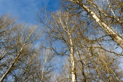 Bottom view of the leafless pines in winter Stock Photos