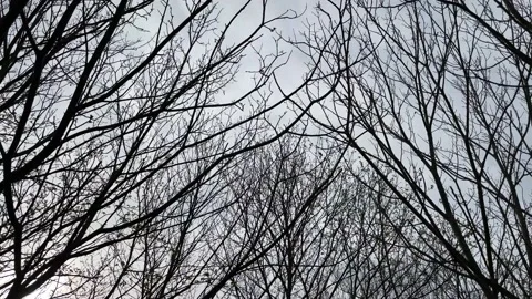 Bottom-up view of leafless tree branches in late winter and early spring. Stock Footage 151668327