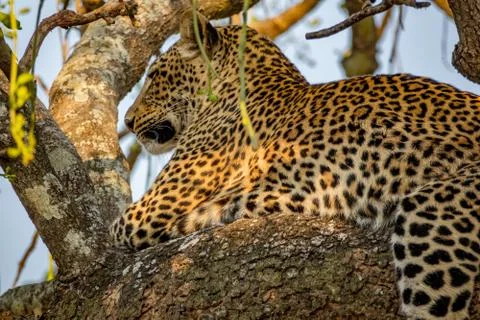 Bottom view of leopard resting over the branch Stock Photos