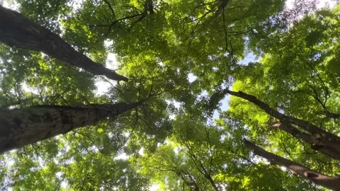 Bottom up View of luch Green foliage of trees in the Forest. The video moves Stock Footage 206168050