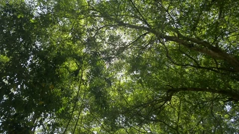Bottom up view of lush foliage trees with afternoon sun. Stock Footage 171441921