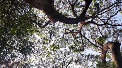 A bottom-up view of lush foliage trees Stock Footage 288314610