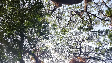 A bottom-up view of lush foliage trees Stock Footage 288315249