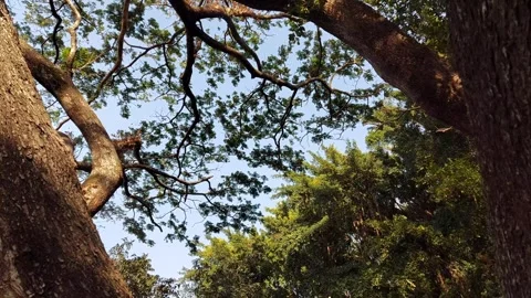 A bottom-up view of lush foliage trees Stock Footage 288315359