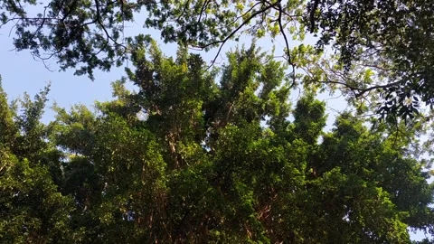 A bottom-up view of lush foliage trees Stock Footage 288336546