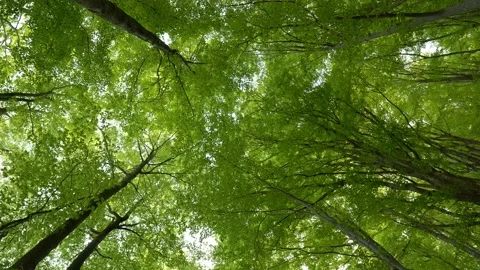 Bottom up view of lush green foliage of trees. Camera moves through the forest Stock Footage 131673136