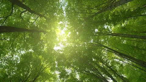 Bottom up view of lush green foliage of trees with afternoon sun. Walking Stock-Footage 131946459