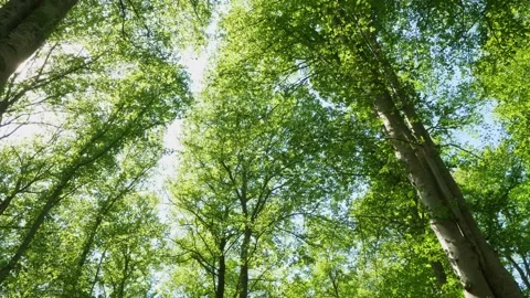 Bottom up view of lush green foliage of trees with afternoon sun Stock Footage 134171493