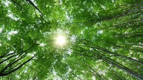 Bottom up view of lush green foliage of trees with afternoon sun. Sun breaks Stock Footage 138800607