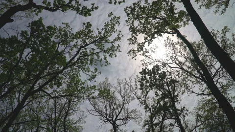 Bottom up view of lush green foliage of trees with afternoon sun Stock Footage 154658875