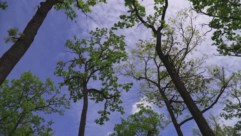 Bottom up view of lush green foliage of trees with afternoon sun Stock Footage 154658974