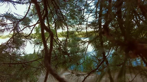 Bottom up view of lush green foliage of trees with afternoon sun. Walking thr Stock Footage 158375071