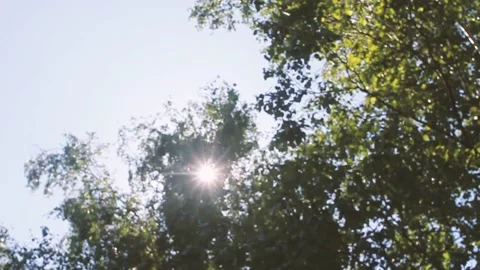 Bottom up view of lush green foliage of trees with afternoon sun Stock Footage 159535823
