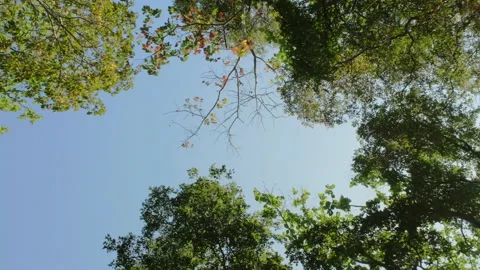 Bottom up view of lush green foliage of trees on clear sky with afternoon sun. Stock Footage 171497238