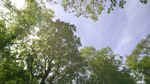 Bottom up view of lush green foliage of trees with afternoon sun. background Stock Footage 197742296