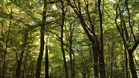 Bottom up view of lush green foliage of trees with afternoon sun Stock Footage 201936488