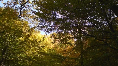 Bottom up view of lush green foliage of trees with afternoon sun Stock Footage 201936514