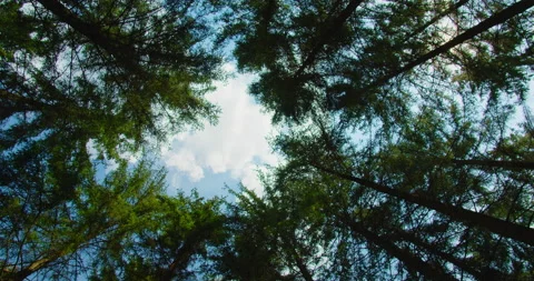 Bottom up view of lush green foliage of pine woodland. Turn around, circles Stock Footage 204910429
