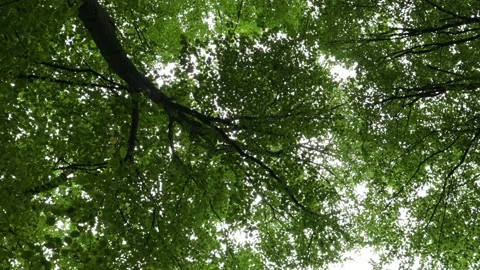 Bottom up view of lush green foliage of trees of a waving in wind. Stock Footage 219413986