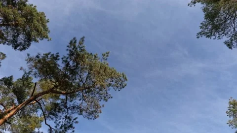 Bottom view of lush green foliage of trees with morning sun. A walk in the .. Video stock 227750618