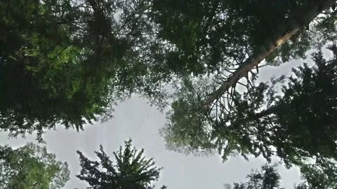 Bottom up view of lush green foliage of trees without sun. Walking through the Stock Footage 229927970