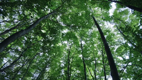 Bottom-up view of lush green foliage of trees with afternoon sun Stock Footage 246826449