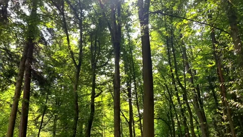 Bottom view of lush green foliage of trees.Walking through forest with large Stock Footage 302894112