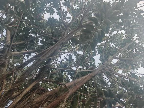 Bottom-Up View of Lush Green Tree Canopy Against Sky Stock Photos