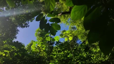 Bottom Up View Of Lush Green Tropical Forest Of Trees With Blue Sky Stock Footage 214351199