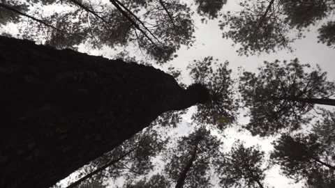 Bottom view of lush pine trees at the morning in Tegal, Indonesia. Stock Footage 288182220
