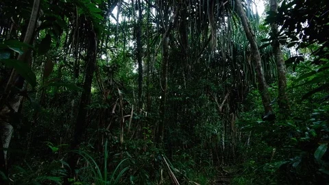 Bottom view of lush scenery of the rainforest in Thailand Stock Footage 119118827