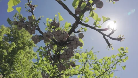 Bottom view of Maidenhair Tree, Ginkgo biloba covered with green leaves and last Stock Footage 328350096