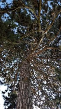 Bottom View Of Majestic Pine Tree Branches Against Clear Sky Foto stock