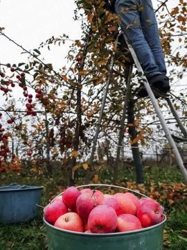 Bottom view of a man picking apples while standing on a stepladder Stock Photos