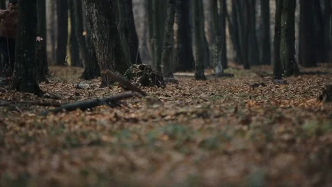Bottom view. a man in in running trousers runs through autumn foliage in a Stock Footage 125850730