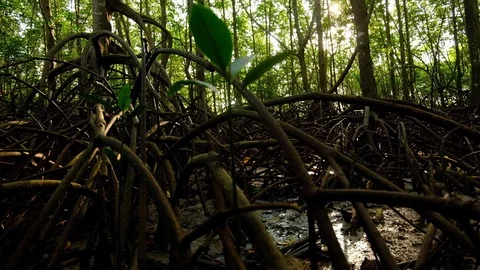 Bottom view of Mangrove forest and sun rays Stock Footage 117292938