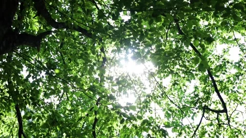 Bottom up view of many tree branches in season of spring Stock-Footage 143938549