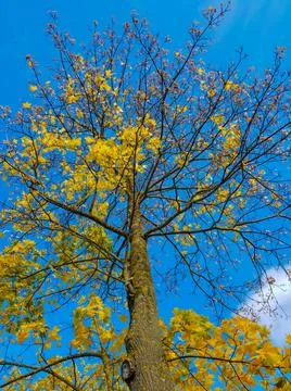 Bottom view of a maple tree in autumn, with yellow leaves. Against the backgr Stock Photos