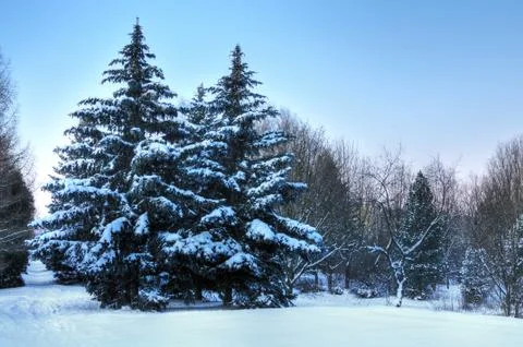 Bottom view massive chic snowy fir trees Stock Photos