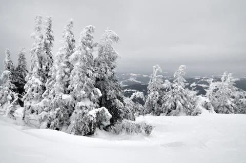 Bottom view massive chic snowy fir trees Stock Photos