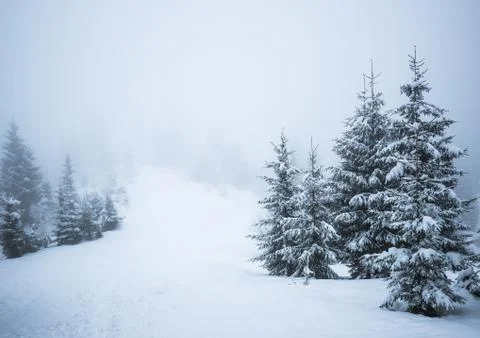 Bottom view massive chic snowy fir trees Фото