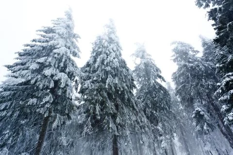 Bottom view massive chic snowy fir trees Stock-Fotos