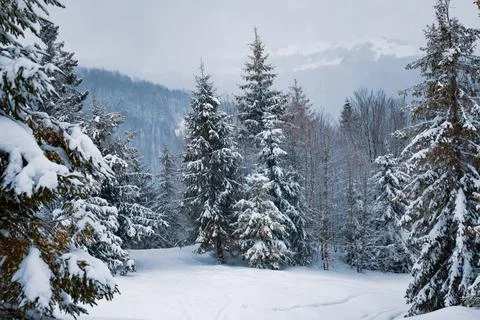Bottom view massive chic snowy fir trees Stock-Fotos