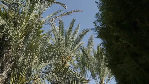 Bottom view, movement between palm trees, blue sky. Ultra High Definition, Ultra Stock Footage 92147306