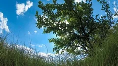 Treeline with Sky 2, Stock Video