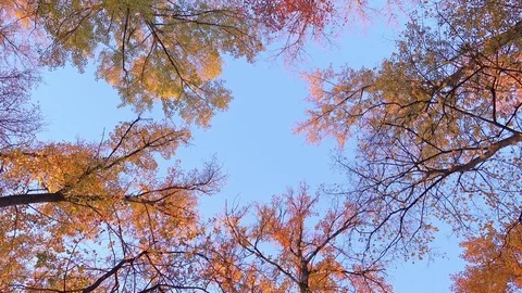 Bottom View on a Multicolored Foliage on the Autumn Trees in the Forest Stock Footage 81718728